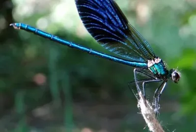 Calopteryx splendens jigsaw puzzle