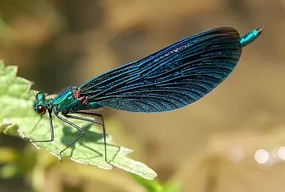 Calopteryx viridis jigsaw puzzle