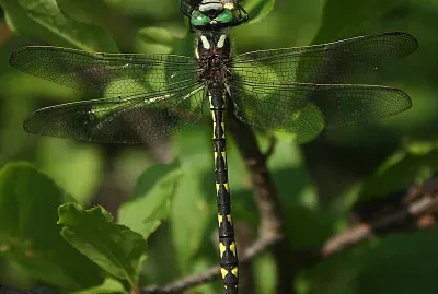 Cordulegaster diastatops jigsaw puzzle
