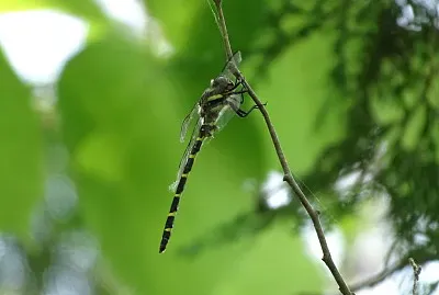 Cordulegaster erronea jigsaw puzzle