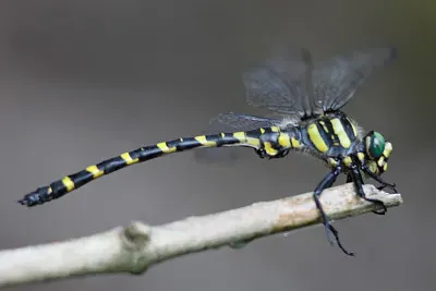 Cordulegaster heros jigsaw puzzle