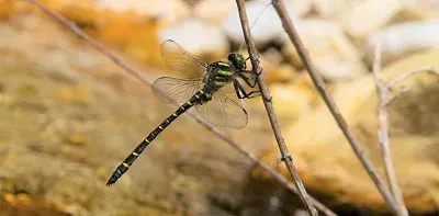 Cordulegaster trinacriae jigsaw puzzle