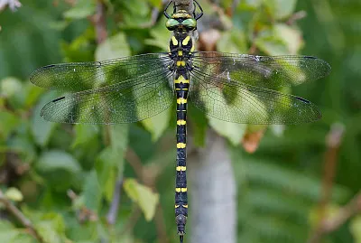 Cordulegaster picta jigsaw puzzle