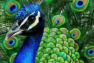 peacock