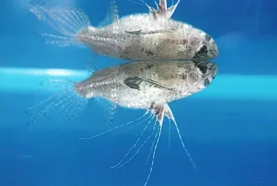 pantodon
