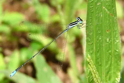 Aciagrion occidentale jigsaw puzzle