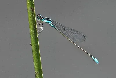 Aciagron fragilis jigsaw puzzle