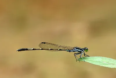 Agriocnemis spendidissima