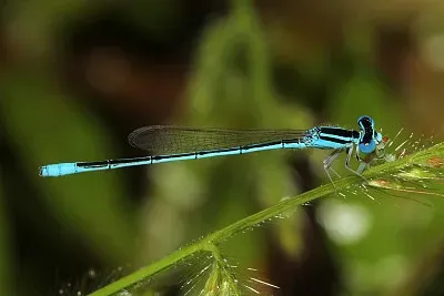 Amphiallagma parvum