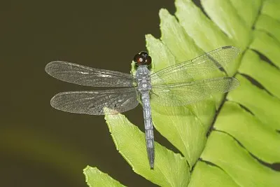Brachydiplax sobrina