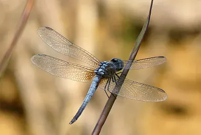 Brachydiplax chalybea