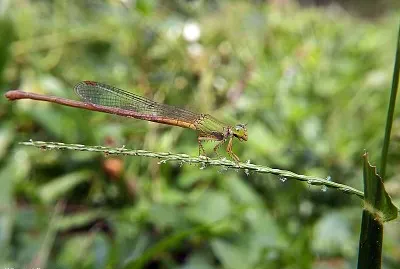 Ceriagrion olivacea