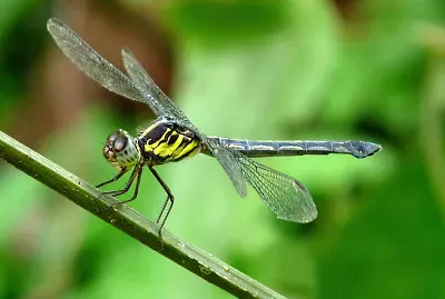Cratilla lineata