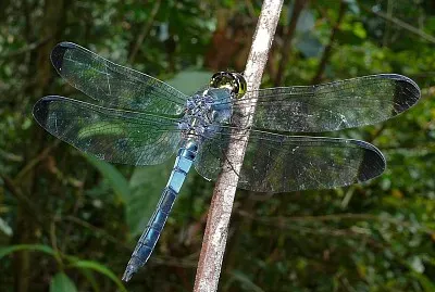 Cratilla metallica