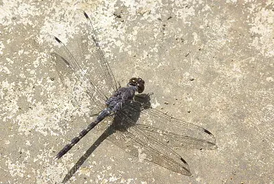 Bradinopyga geminata