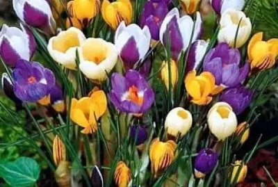 imagem jigsaw puzzle