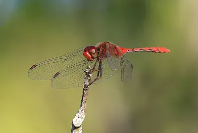 Diplacodes bipunctata