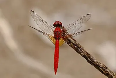 Diplacodes haenatodes