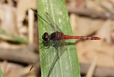 Diplacodes melanopsis