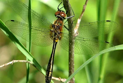 Dorocordulia libera
