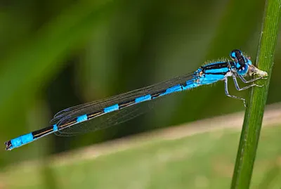 Enallagma caranculatum