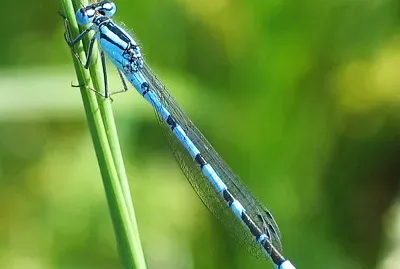 Enallagma cyathigerum