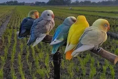 natural jigsaw puzzle