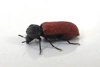 Bostrichus capucinus