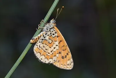 Melitaea trivia