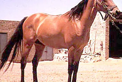 Darashouri