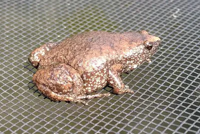 פאזל של Dalla bocca stretta