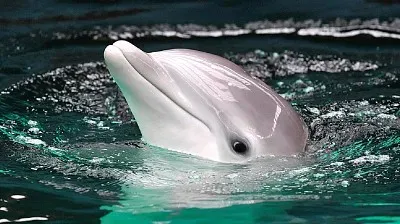 delfin