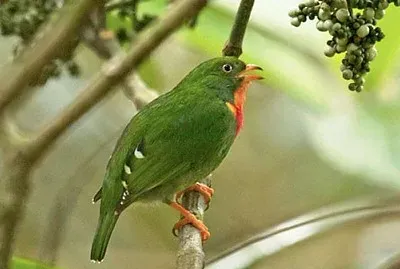 Fruttaio golaflammea