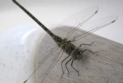 Gomphaeschna antilope