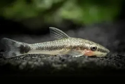 Otocinclus macrosplilus