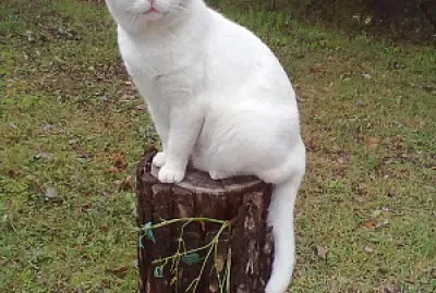 gatto Prince
