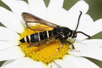 Paranthrene tabaniformis