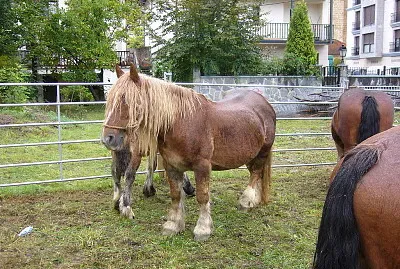 Burguete