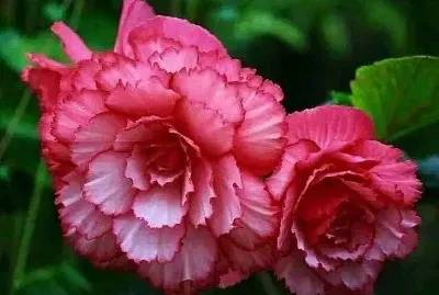 flores jigsaw puzzle