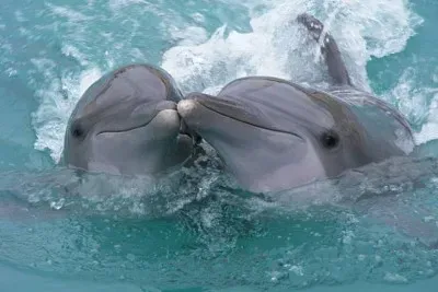 delfines