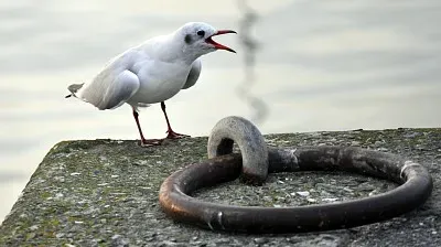 Mouette