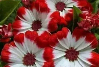 flores