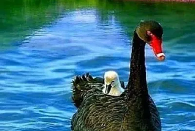 Naturaleza jigsaw puzzle