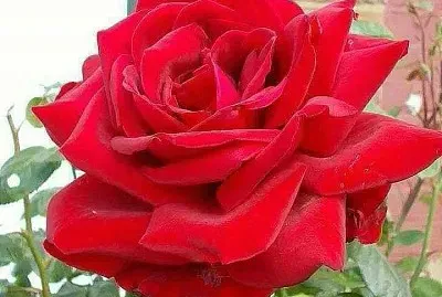 imagem jigsaw puzzle