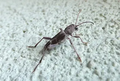 Xylotrechus stebbingi