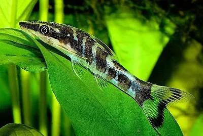 Otocinclus cocoma