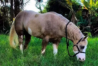 anadrio