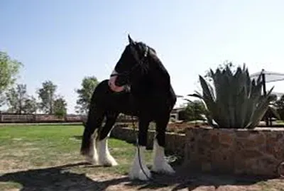 animalon jigsaw puzzle