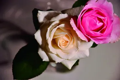 èŠ±æ”å½± jigsaw puzzle