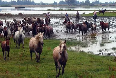 Marismeno jigsaw puzzle